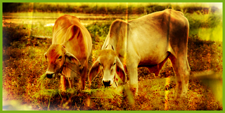 Cows